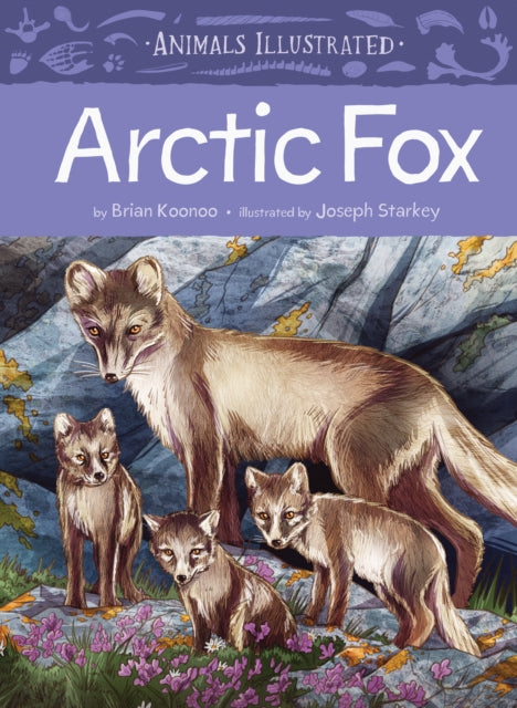 Animals Illustrated Arctic Fox