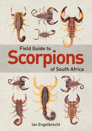 Field Guide To Scorpions Of South Africa By Engelbrecht, Ian