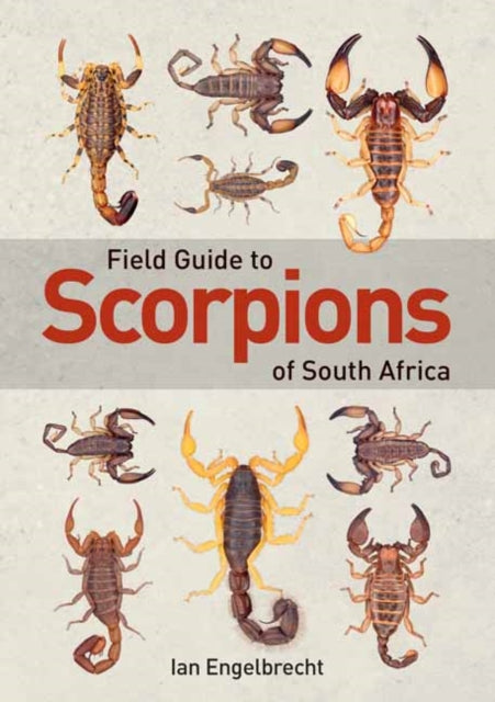 Field Guide To Scorpions Of South Africa By Engelbrecht, Ian
