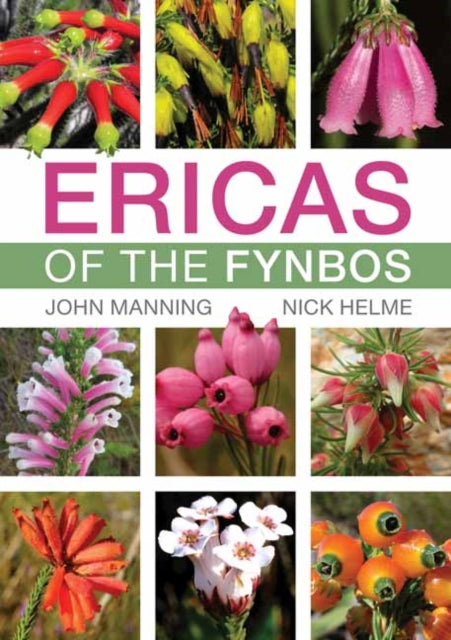 Ericas Of The Fynbos
