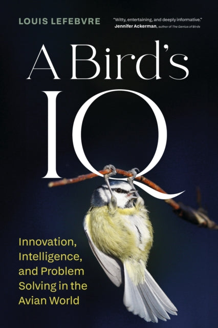 Birds Iq By Lefebvre, Louis