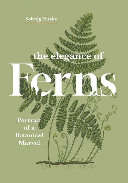 Elegance Of Ferns