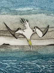 Wild Birds Pocket Notebook Gannet By Ross-thompson, Sarah