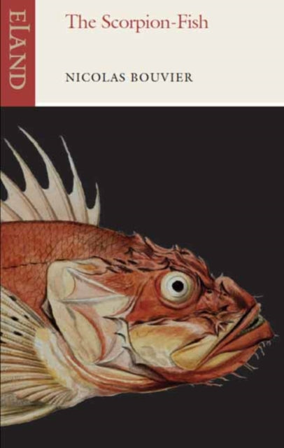 Scorpion Fish The