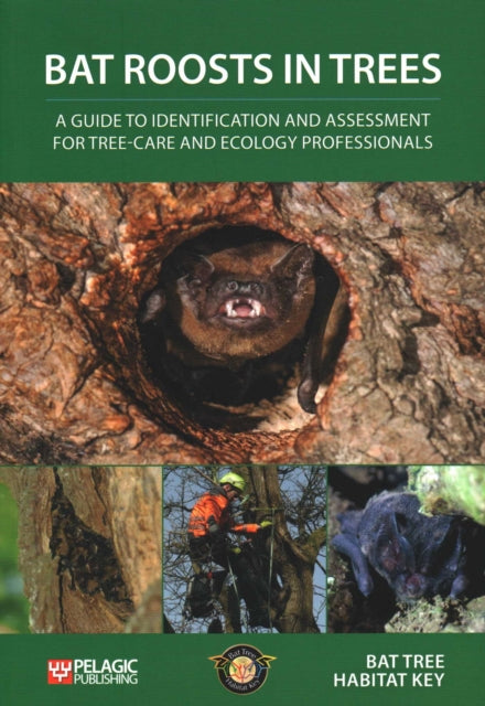 Bat Roosts In Trees