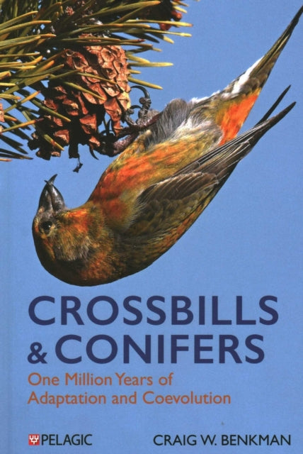 Crossbills And Conifers