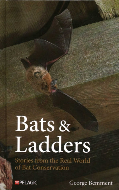 Bats And Ladders