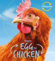 From Egg To Chicken