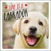 Love Is A Labrador
