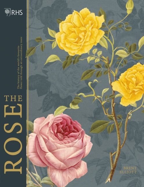 Rhs The Rose