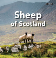 Sheep Of Scotland By O'connor, Sarah