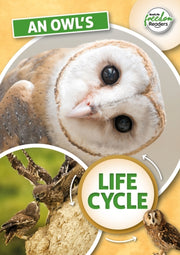 Owls Life Cycle