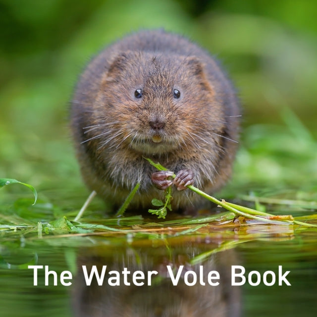 Water Vole