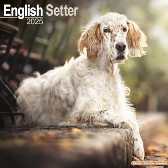 English Setter Calendar 2025 Square Dog By Avonside Publishing