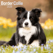 Border Collie Square Wall Calendar 2026