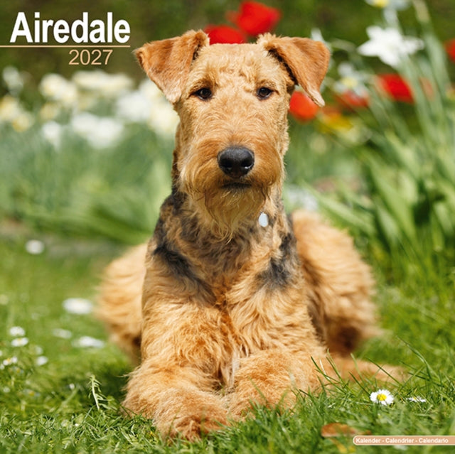 Airedale By Avonside Publishing