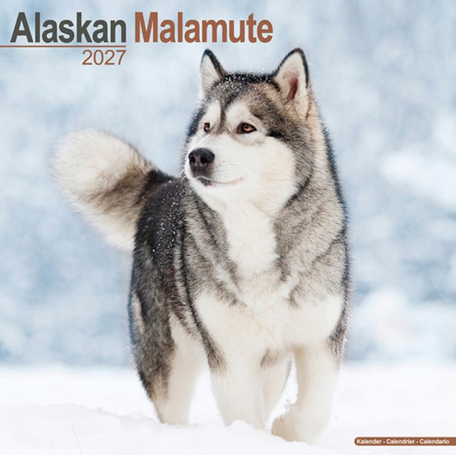 Alaskan Malamute By Avonside Publishing