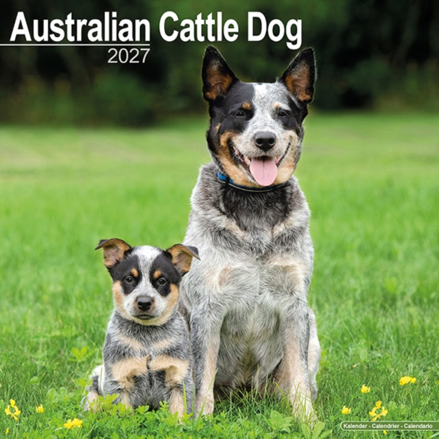 Australian Cattle Dog By Avonside Publishing
