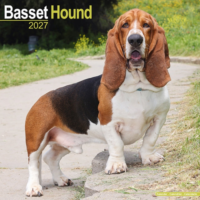 Basset Hound By Avonside Publishing