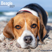 Beagle By Avonside Publishing