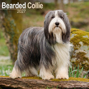 Bearded Collie By Avonside Publishing