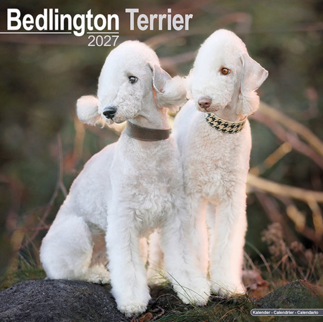 Bedlington Terrier By Avonside Publishing