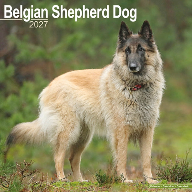 Belgian Shepherd Dog By Avonside Publishing
