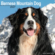 Bernese Mountain Dog By Avonside Publishing