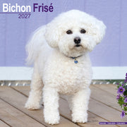 Bichon Frise By Avonside Publishing