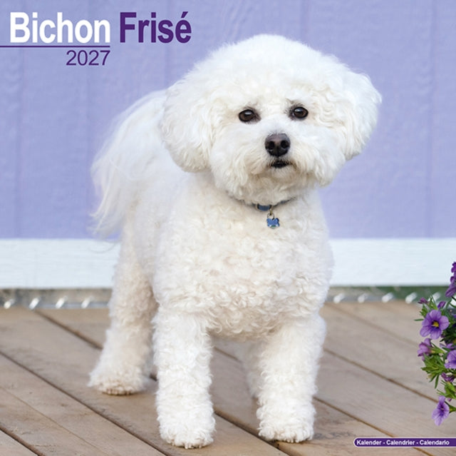 Bichon Frise By Avonside Publishing