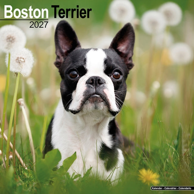 Boston Terrier By Avonside Publishing