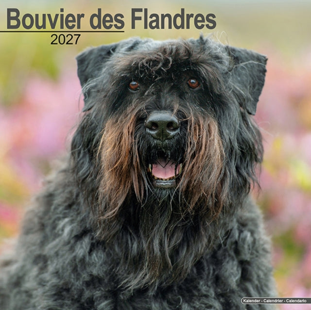 Bouvier Des Flandres Euro By Avonside Publishing