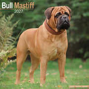 Bull Mastiff By Avonside Publishing