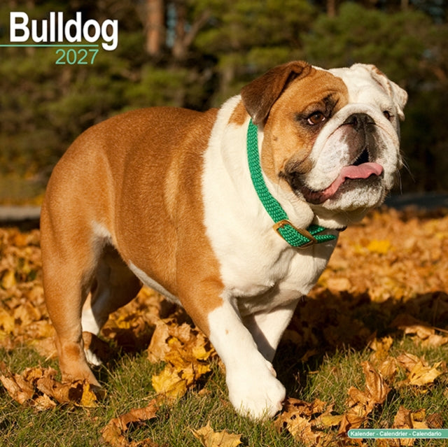 Bulldog By Avonside Publishing