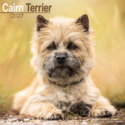 Cairn Terrier By Avonside Publishing