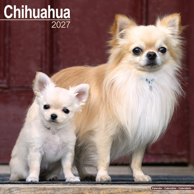 Chihuahua By Avonside Publishing