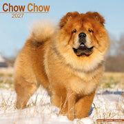 Chow Chow By Avonside Publishing