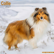 Collie By Avonside Publishing