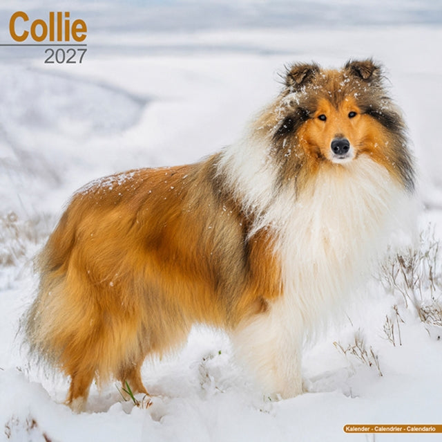 Collie By Avonside Publishing