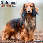 Longhaired Dachshund By Avonside Publishing