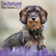 Wirehaired Dachshund By Avonside Publishing