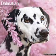 Dalmatian By Avonside Publishing