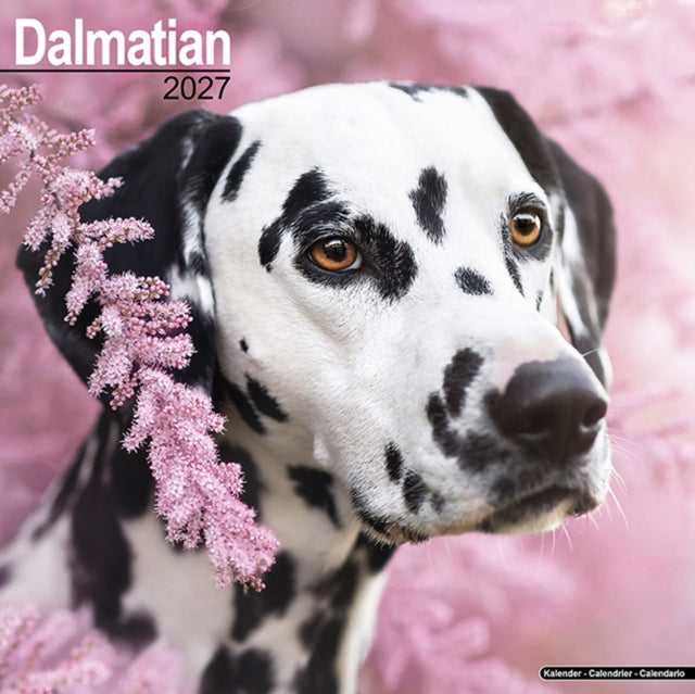 Dalmatian By Avonside Publishing