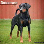 Dobermann Euro By Avonside Publishing