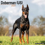 Doberman Us By Avonside Publishing