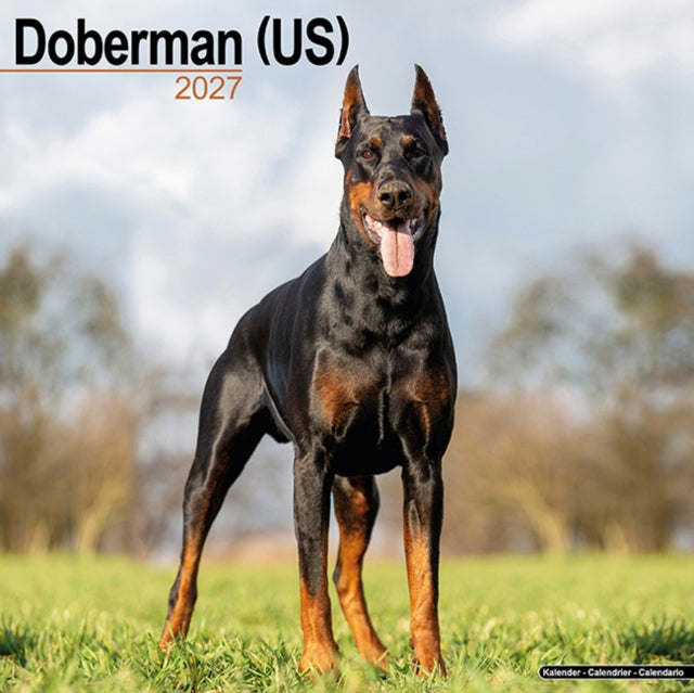 Doberman Us By Avonside Publishing