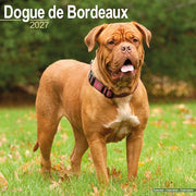 Dogue De Bordeaux By Avonside Publishing