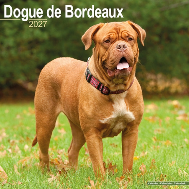 Dogue De Bordeaux By Avonside Publishing