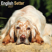 English Setter By Avonside Publishing