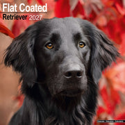 Flatcoated Retriever By Avonside Publishing